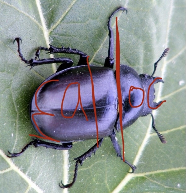 A picture of a beetle with “malloc” written on top of it. The m lines up with the beetle’s butt, the ll’s with its legs, and the c with its mandibles.