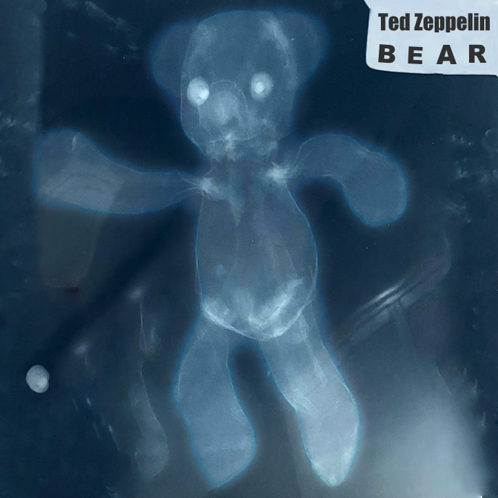 An x-ray of a teddy bear resembling an album cover, titled BEAR, Ted Zepplin.